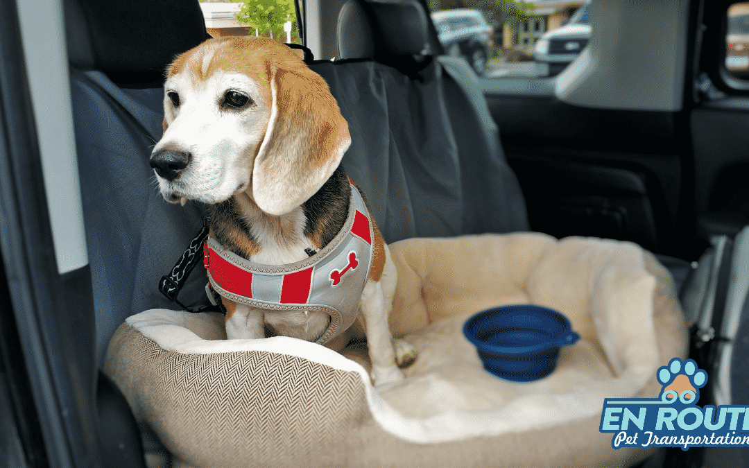 Best Private Pet Transportation in AZ | Updated: 2023