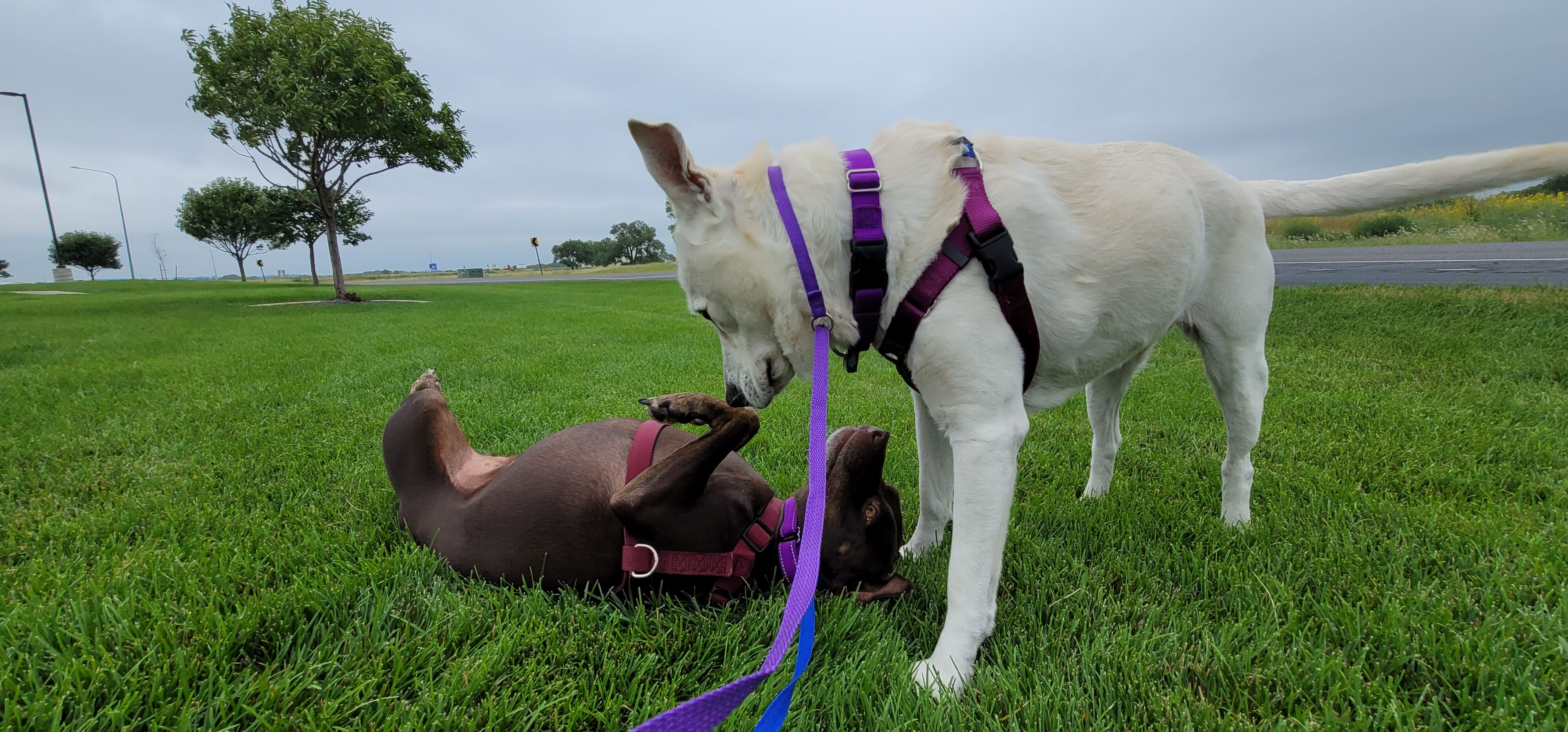 Best VIP Cross Country Private Dog Ground Transportation Nationwide