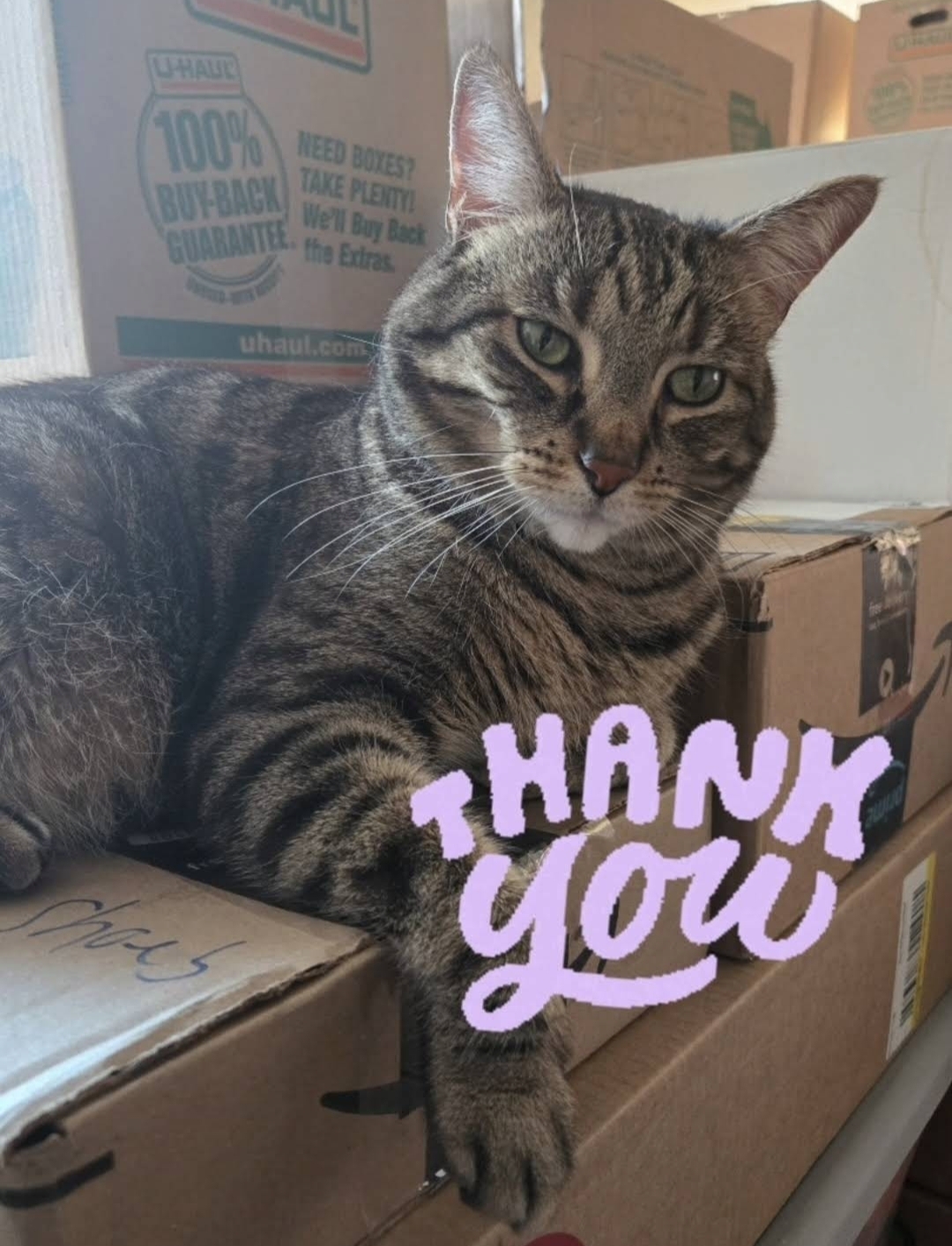 safest ground pet transportation cross country