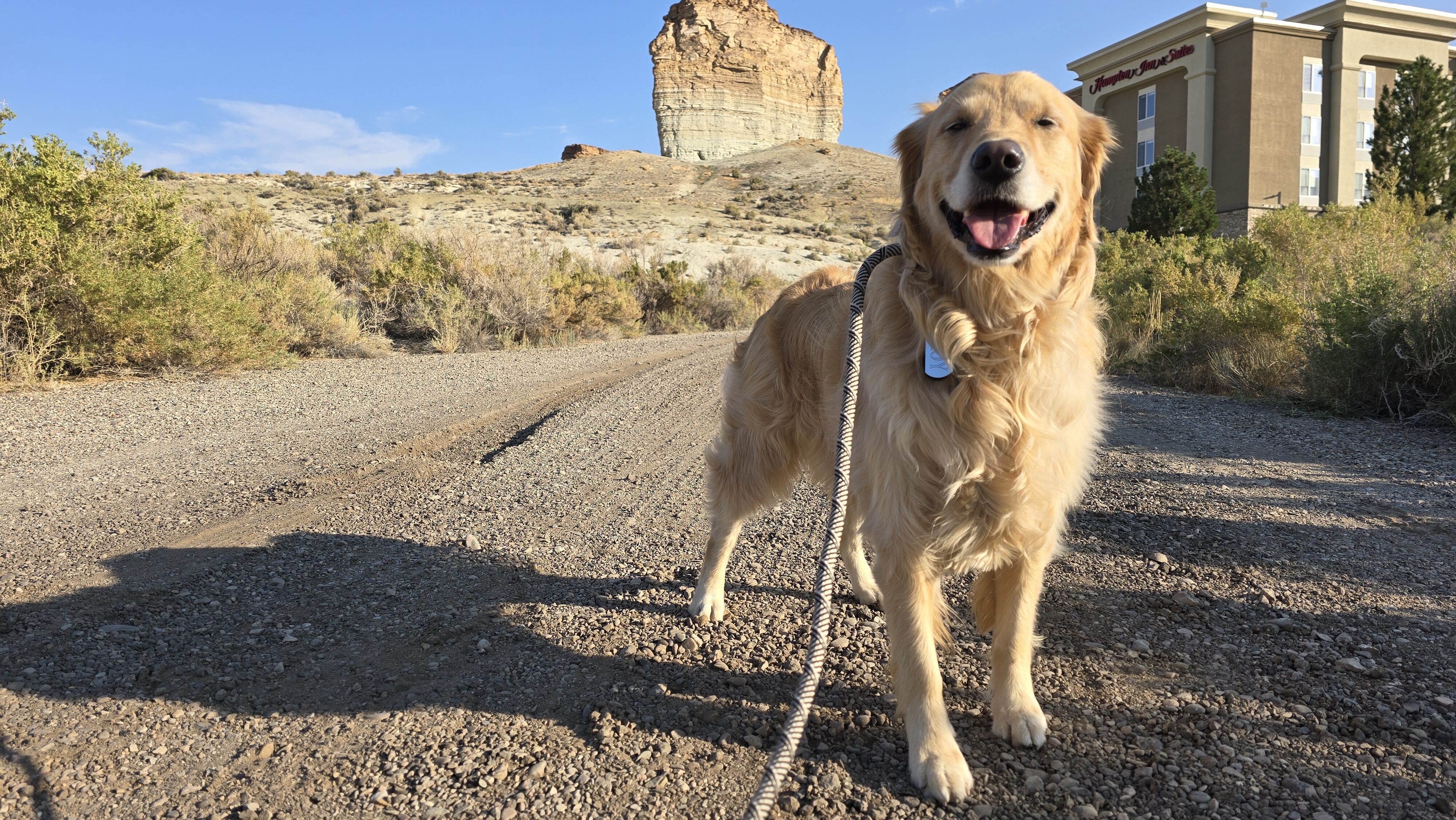 best private pet ground transportation