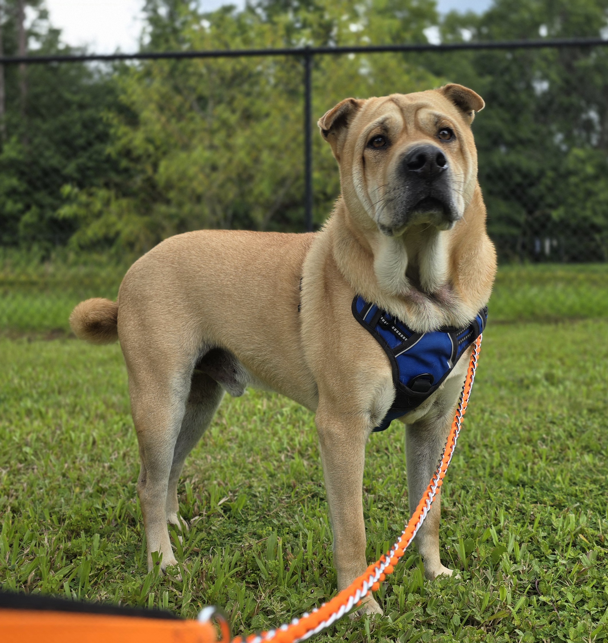 best private ground pet transportation cross country